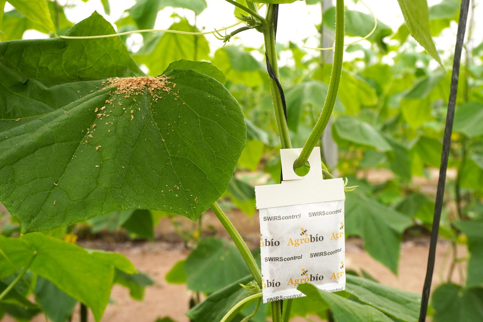 Agrobio-estrategias preventivas control biologico en pepino