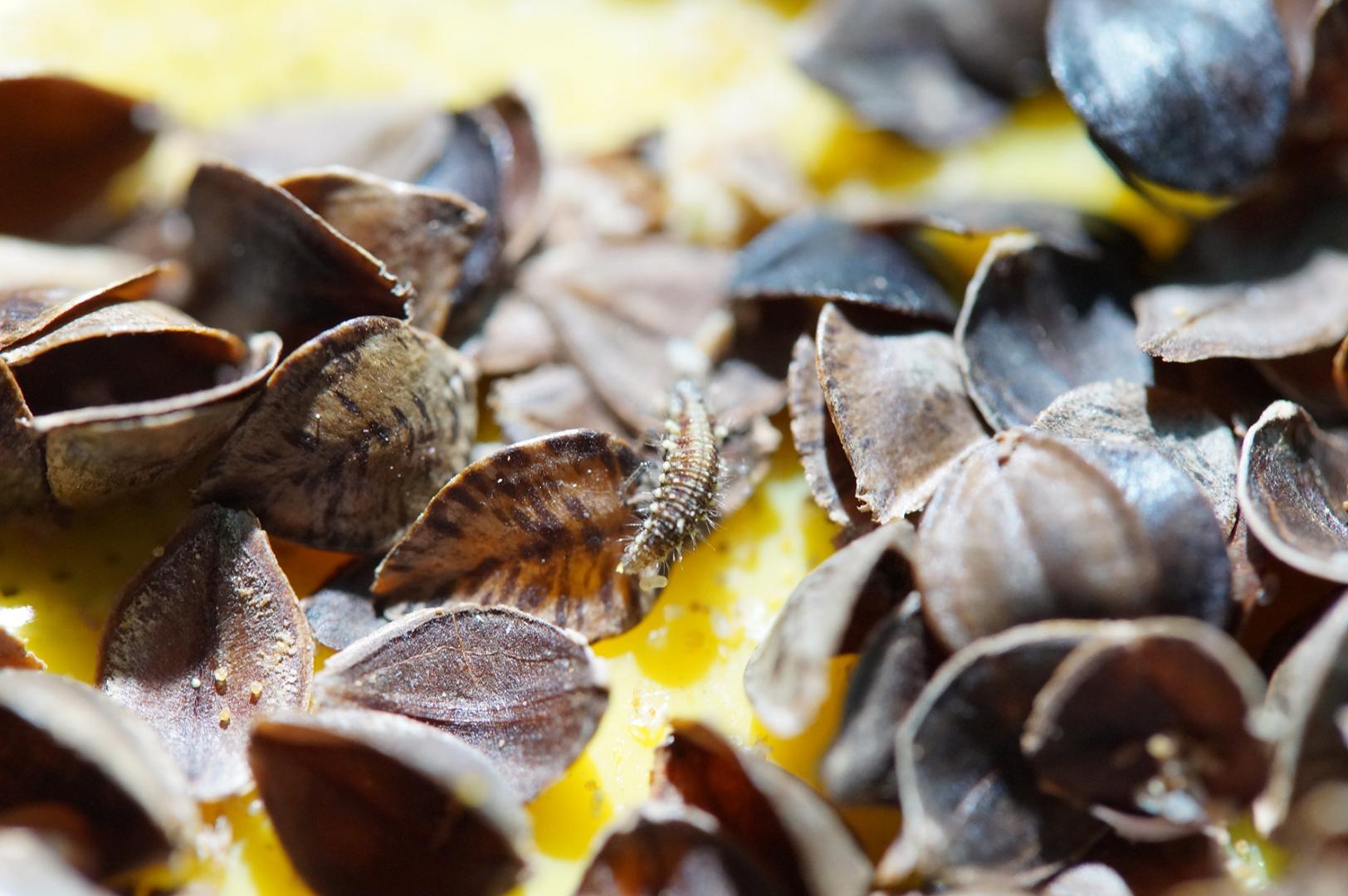 Producción de nuevos insectos usados por la compañía para combatir pulgón
