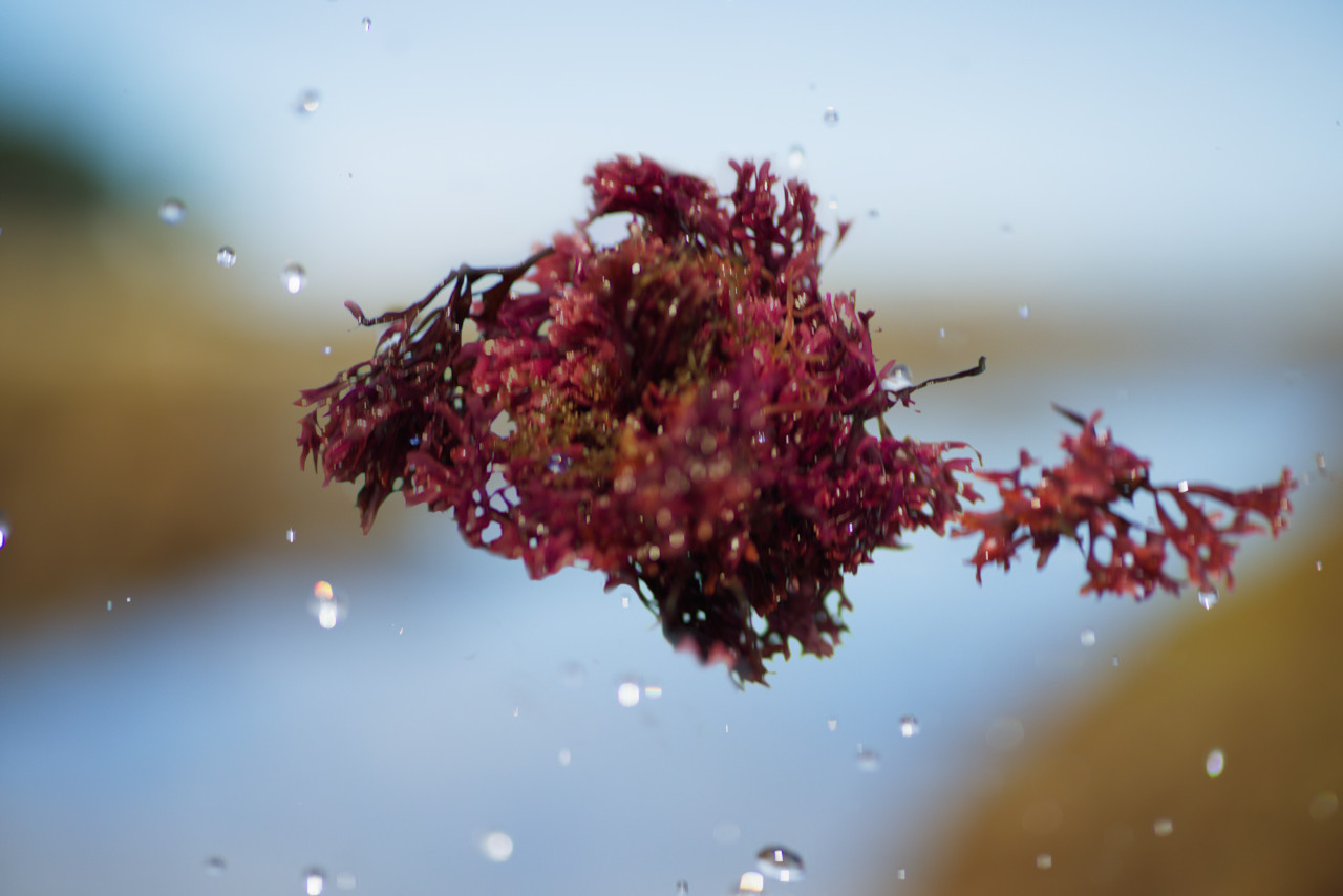 Alga Chondrus Crispus