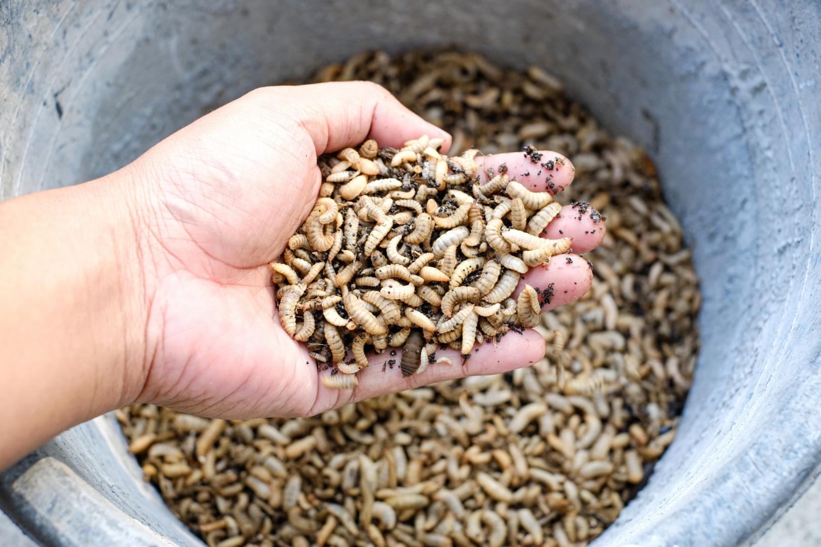 La mosca soldado negra es una fuente natural de proteínas y grasas saludables.