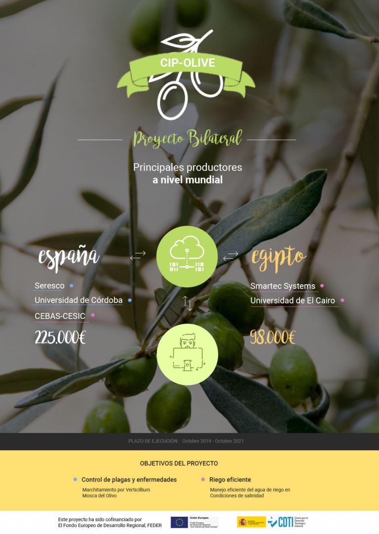 CIP Olive