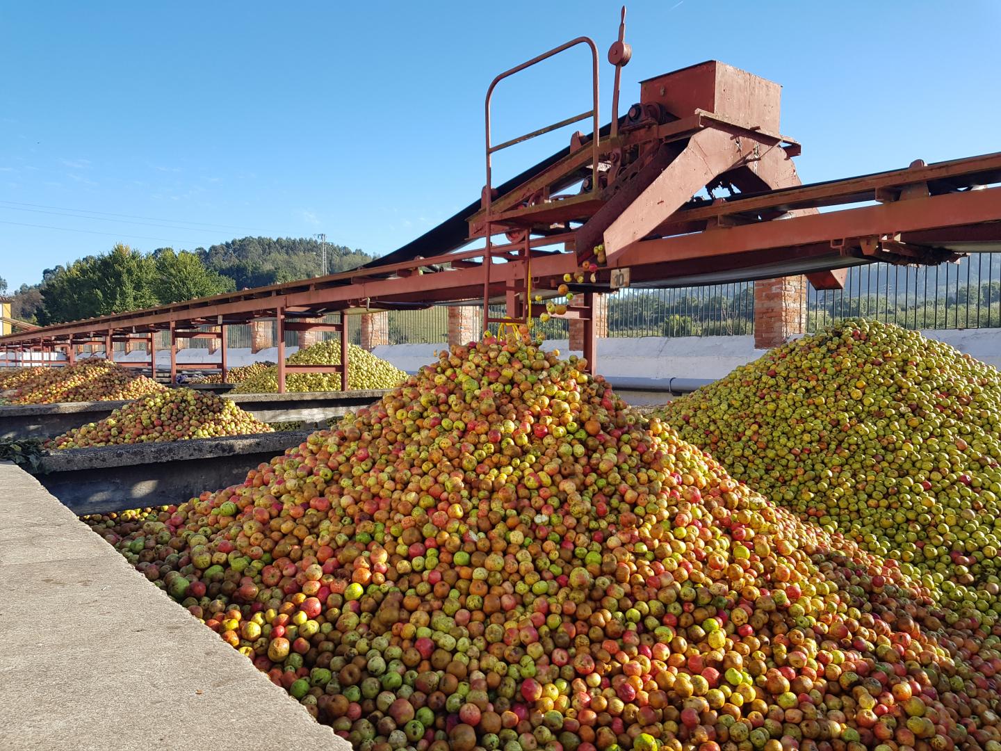 Proceso de elaboración de sidra en la empresa Valle, Ballina y Fernández