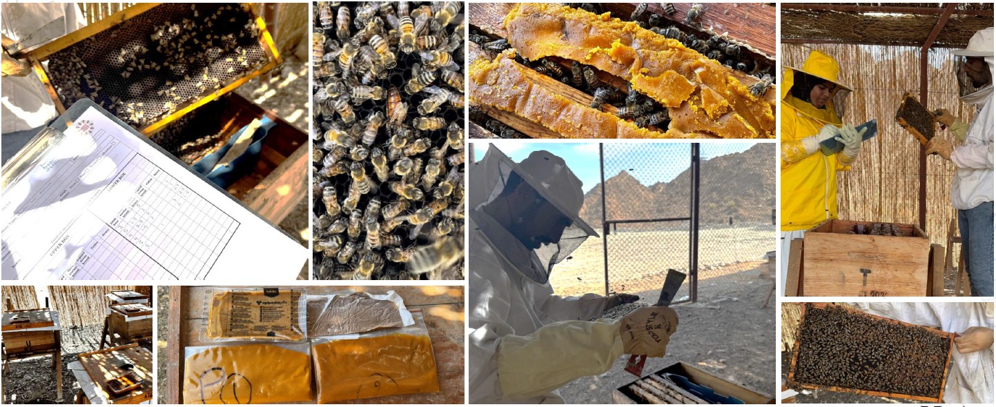 Imágenes relacionadas con el proyecto Climabee de Zukán