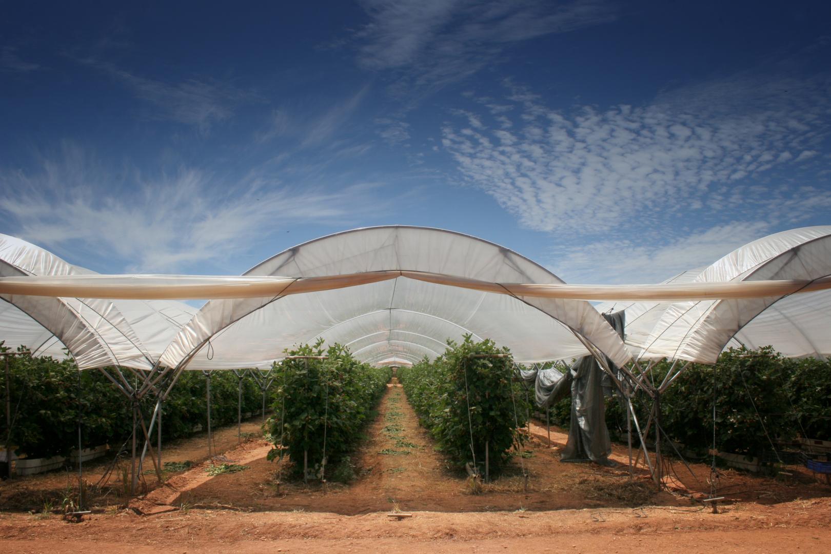 Ensayos de nuevas variedades de frutos rojos en condiciones de cultivo
