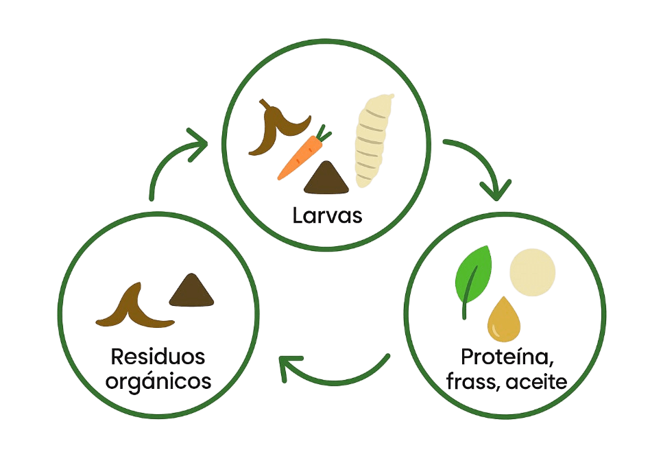 Proceso de bioconversión